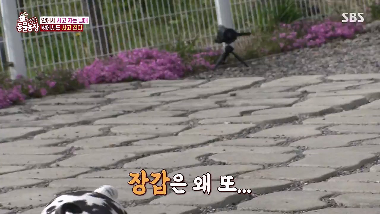 TV 동물농장.E1175.240610p-NEXT.mp4_20240609_160231.382.jpg