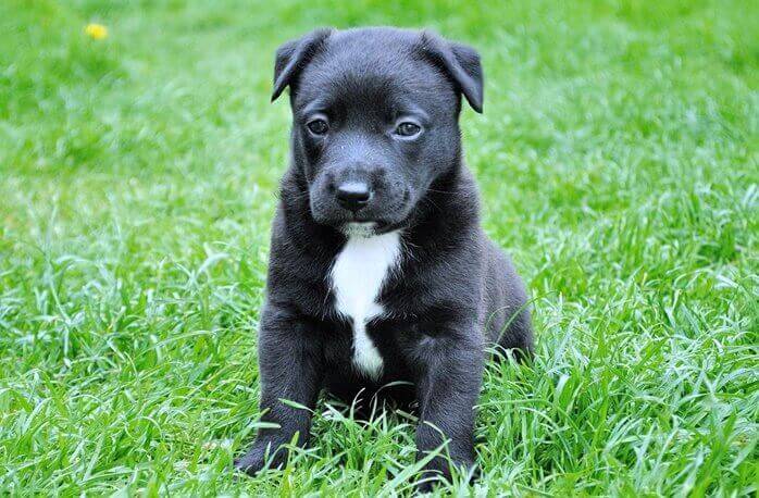 초록색 잔디밭에 앉아있는 검은색의 작은 개