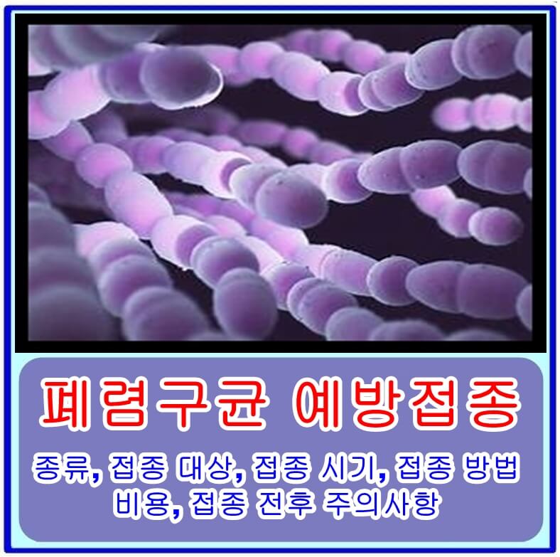  폐렴구균 예방접종의 종류, 접종 대상, 접종 시기, 접종 방법, 비용, 접종 전후 주의사항