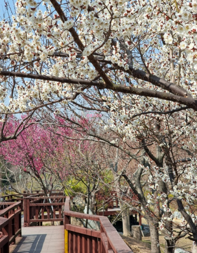 부산수목원 매화꽃