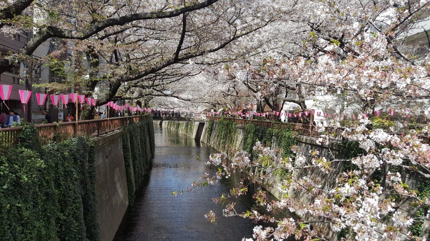 나카메구로 벚꽃사진