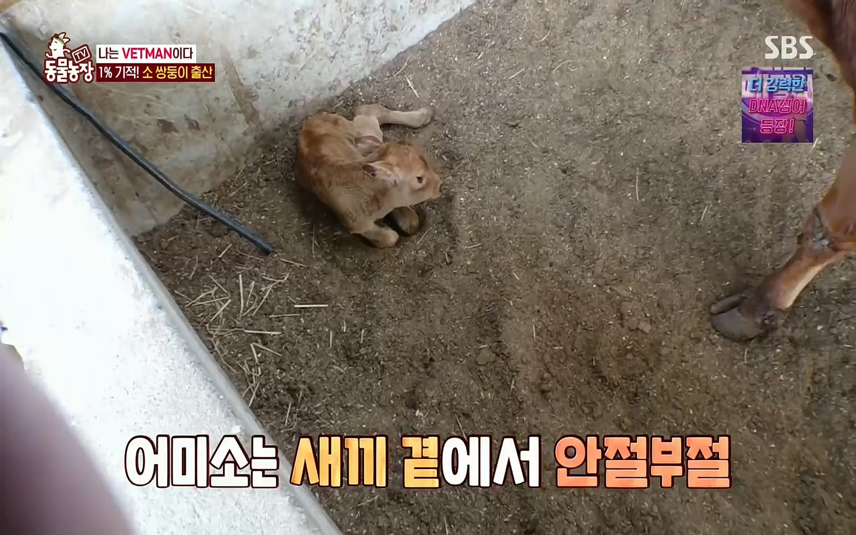 TV 동물농장.E1069.220515p.H264-F1RST.mp4_20220515_181254.059.jpg