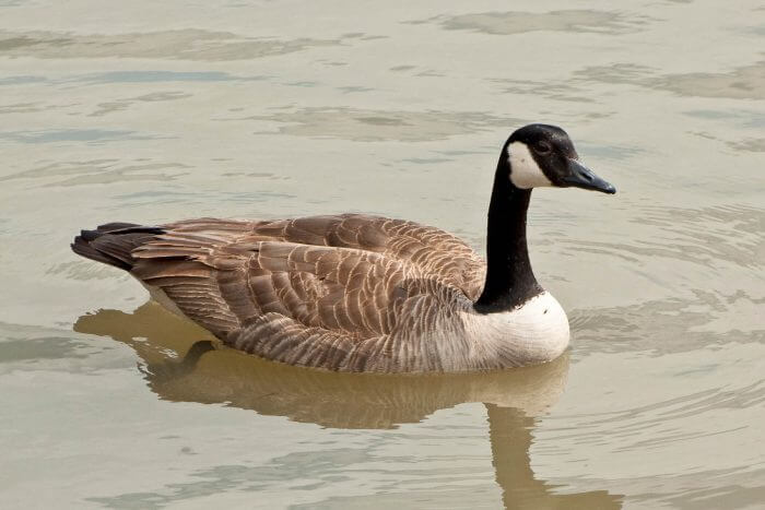 canada goose