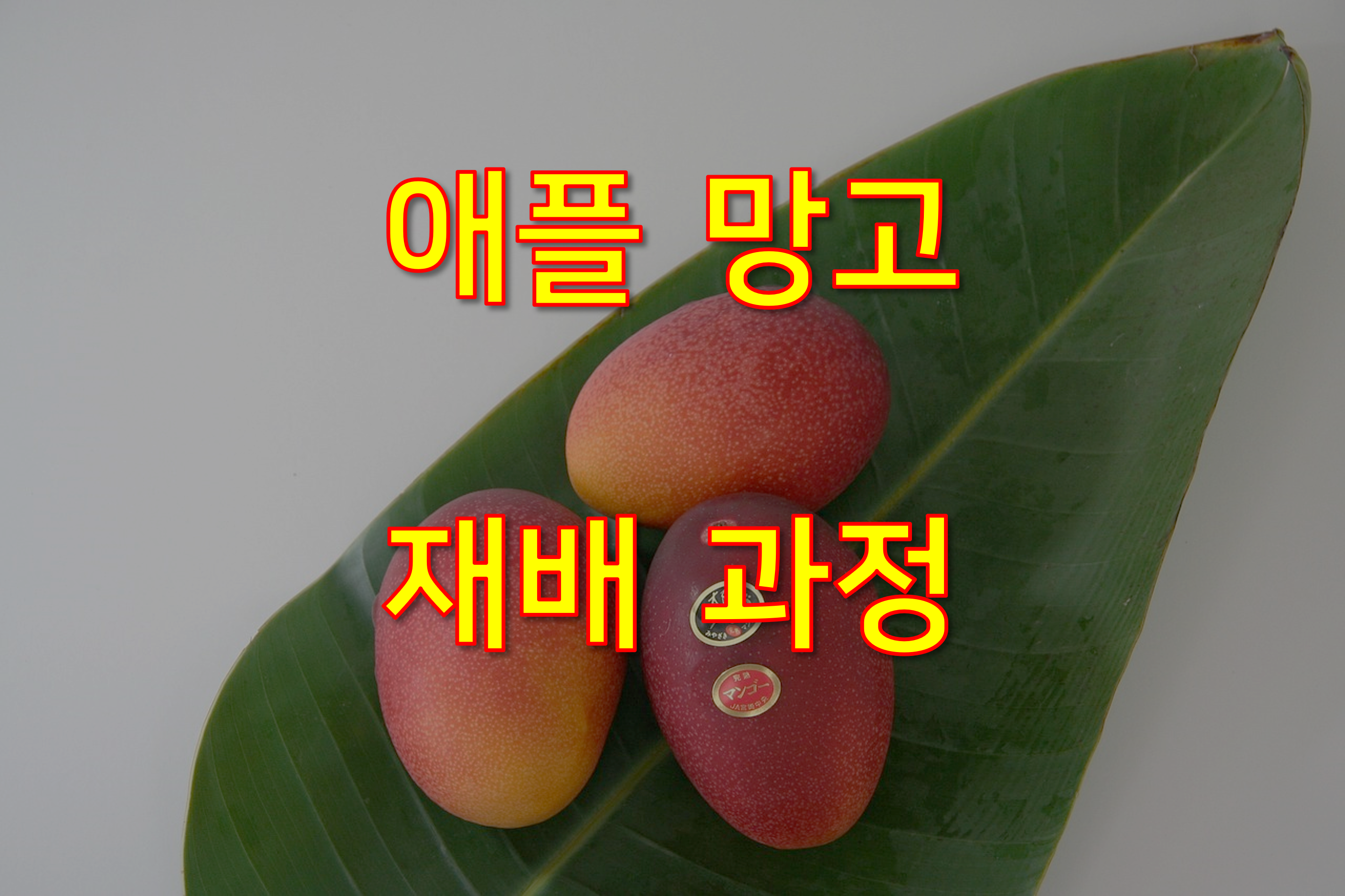 애플 망고 재배 과정