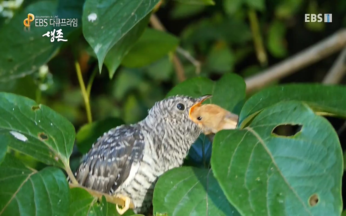 생존 3부_ EBS 다큐프라임_ 220629.avi_20220701_210801.149.jpg