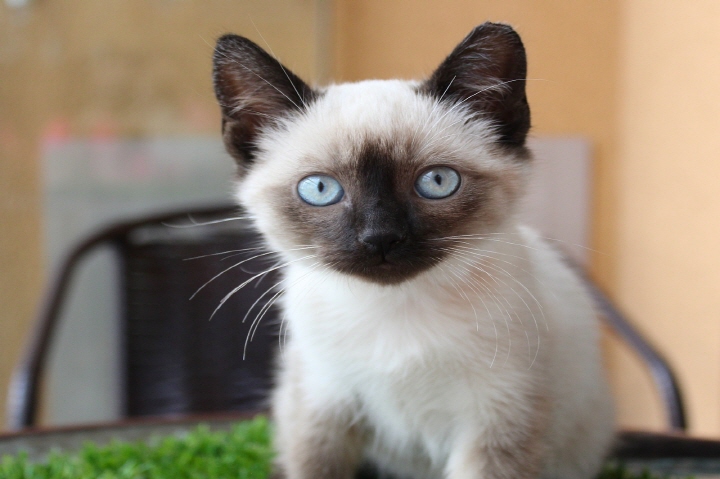 샴 고양이