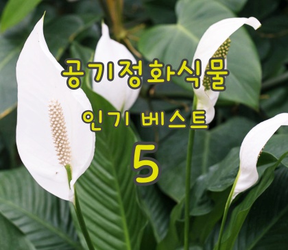  실내공기를 맑게 해주는 공기정화식물 추천 베스트 순위 5