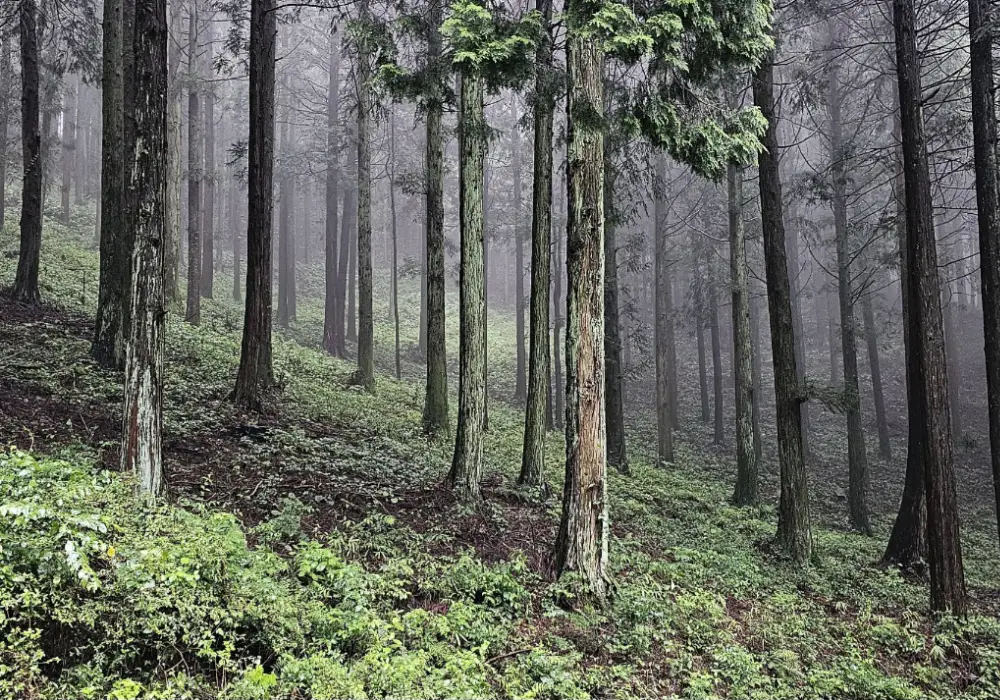 무등산 편백숲