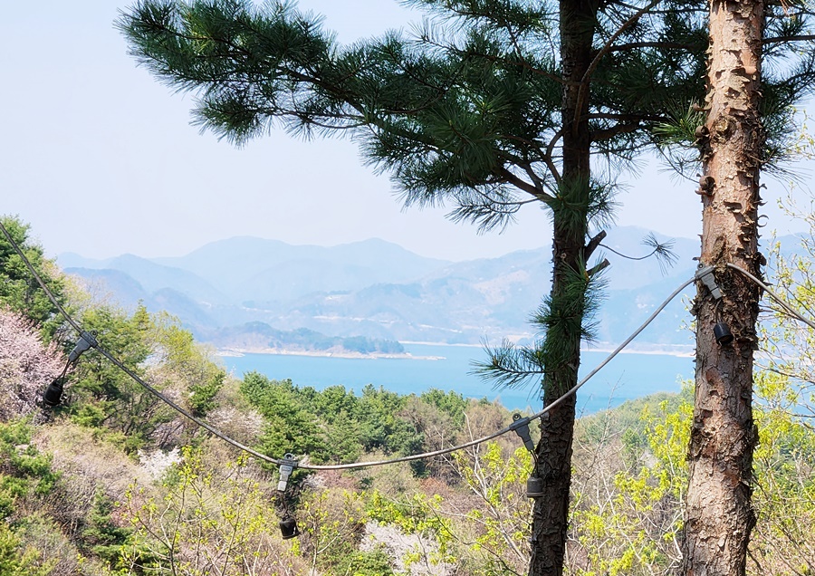 호수 앞쪽과 뒤쪽으로 피어나는 봄꽃들