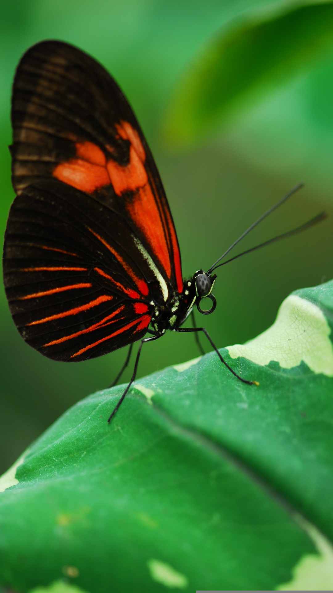 Butterfly Animal iPhone Wallpaper