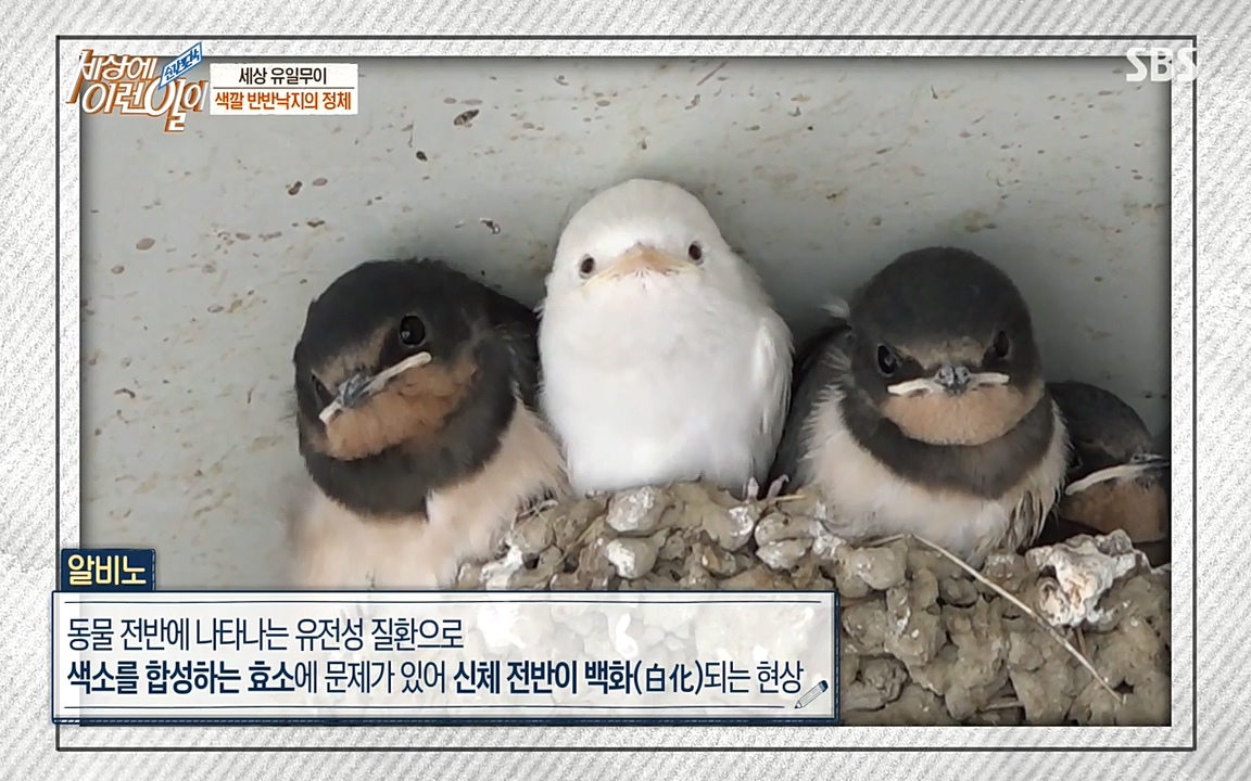 순간포착 세상에 이런일이.E1178.220504p-NEXT.mp4_20220504_173024.862.jpg