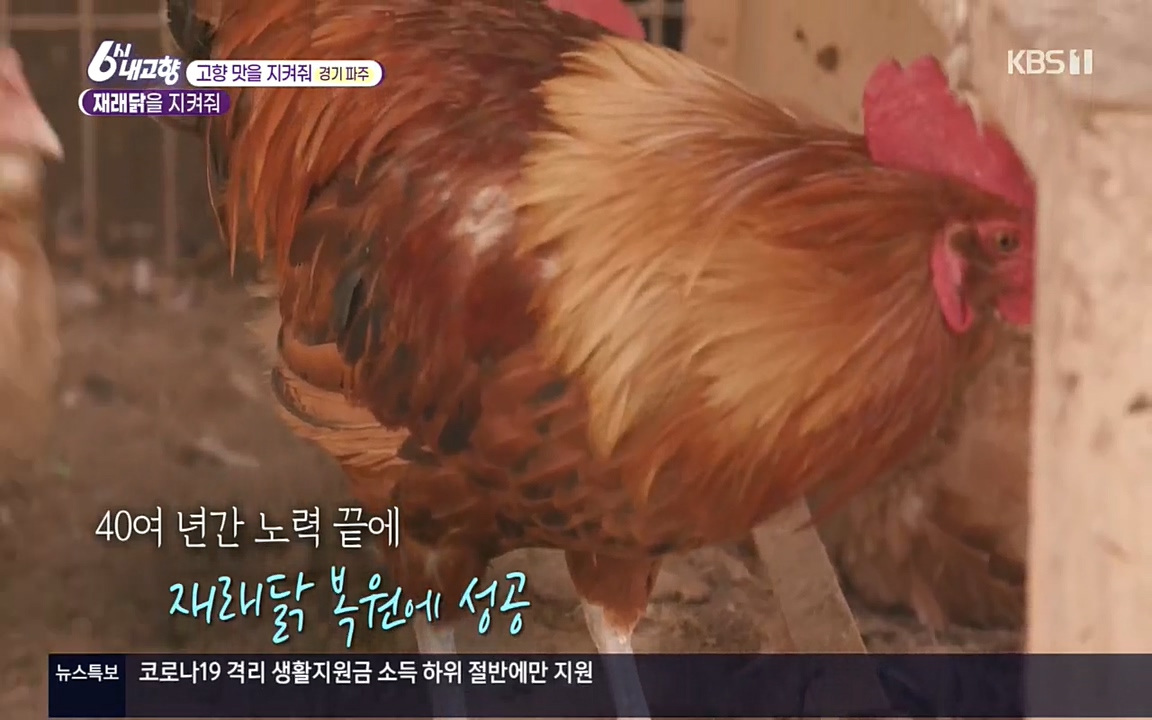 6시 내고향.E7618.220916p.H264-F1RST.mp4_20220920_202533.091.jpg