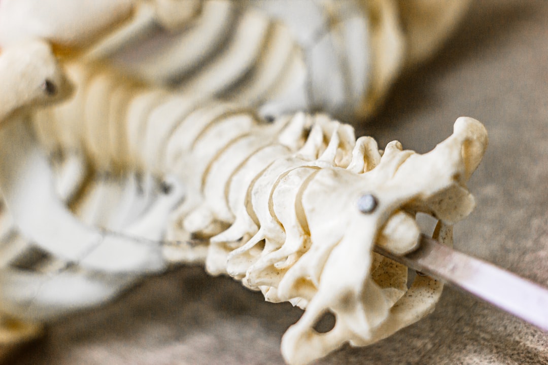 Spine