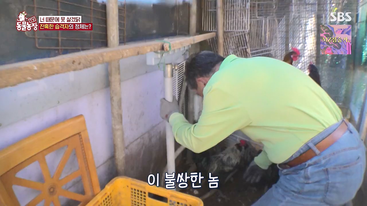 TV 동물농장.E1176.240617p-NEXT.mp4_20240616_171025.954.jpg