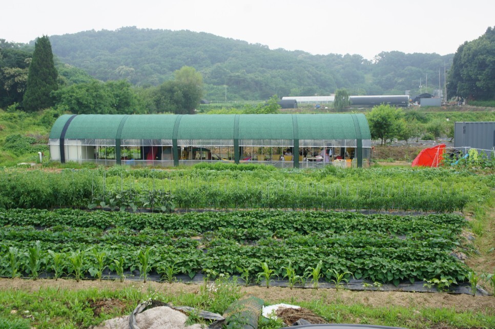 옥수수와 옥수수 가루 추억 // 손자에게 보내는 편지 (제375호) 22