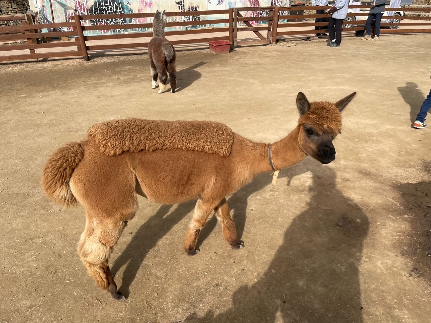 알파카1