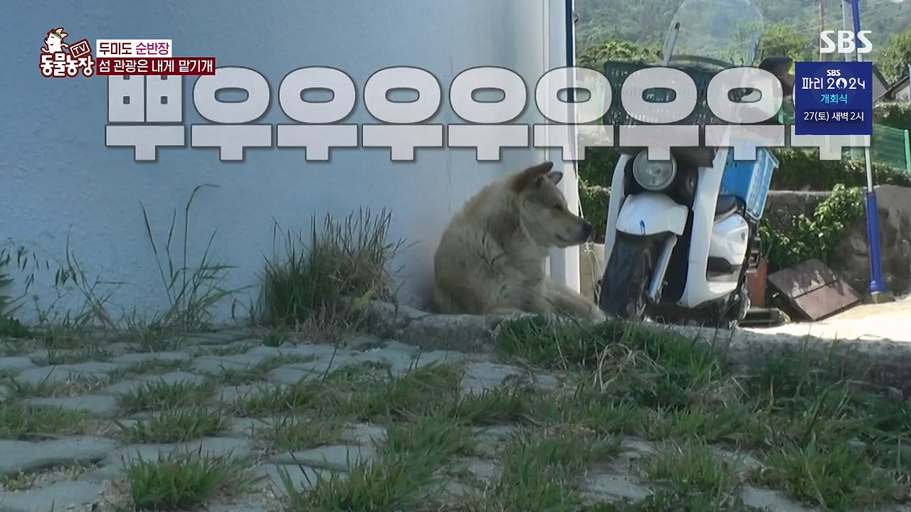 TV 동물농장.E1181.240722p-NEXT.mp4_20240721_165537.980.jpg