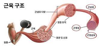  근손실 원인이 뭘까?
