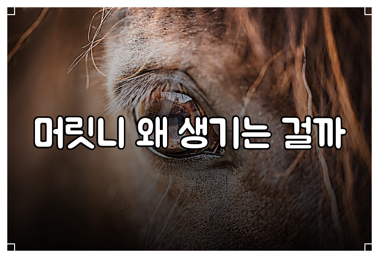 머릿니 왜 생기는 걸까