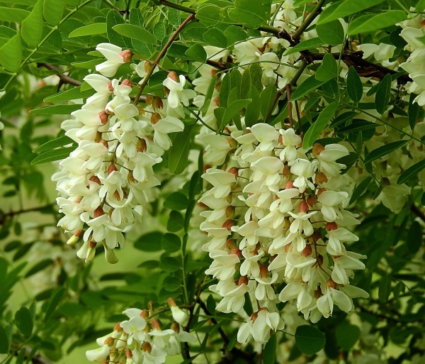 하얀 아카시아 꽃 사진