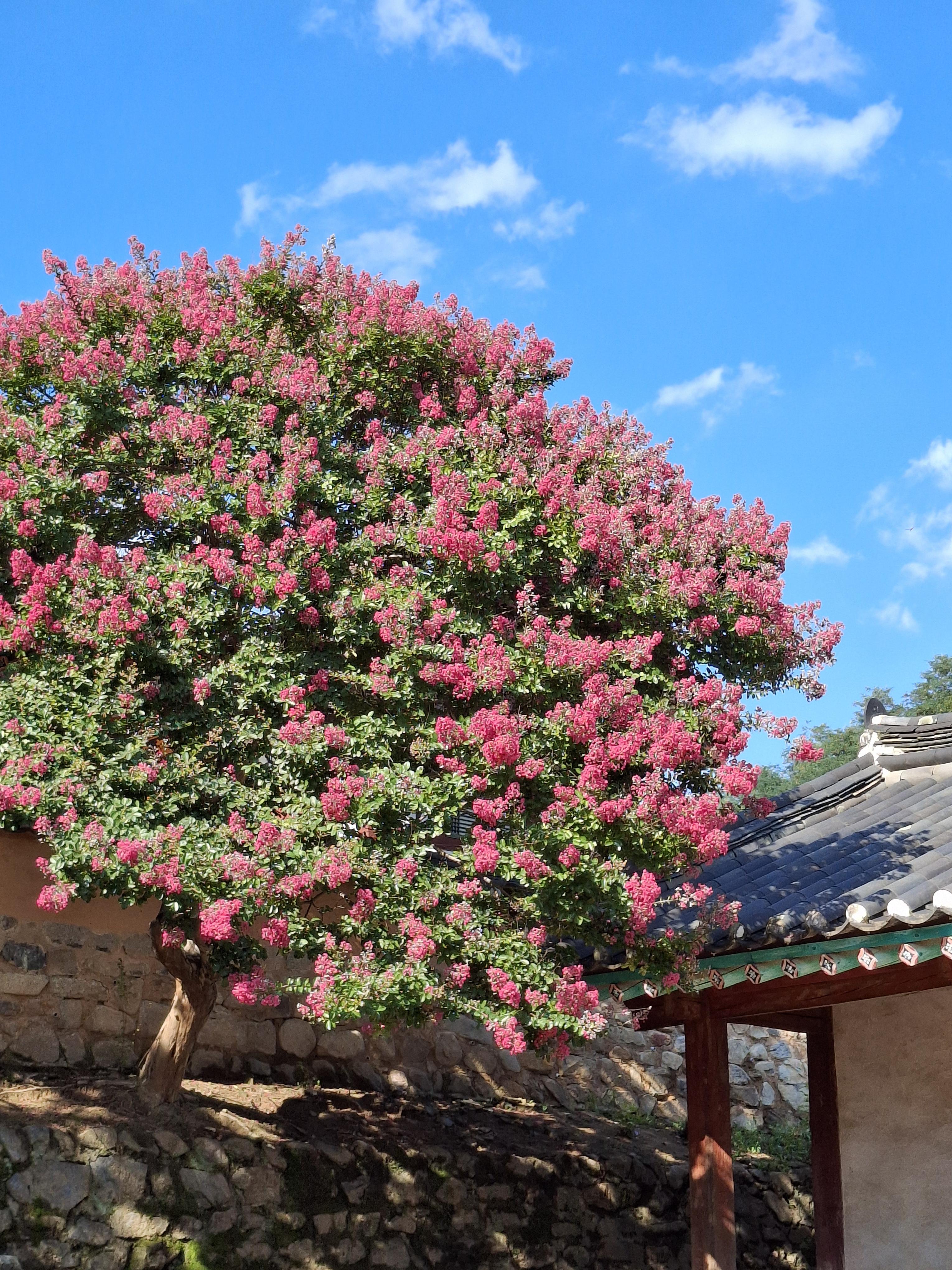 김산향교 배롱나무꽃