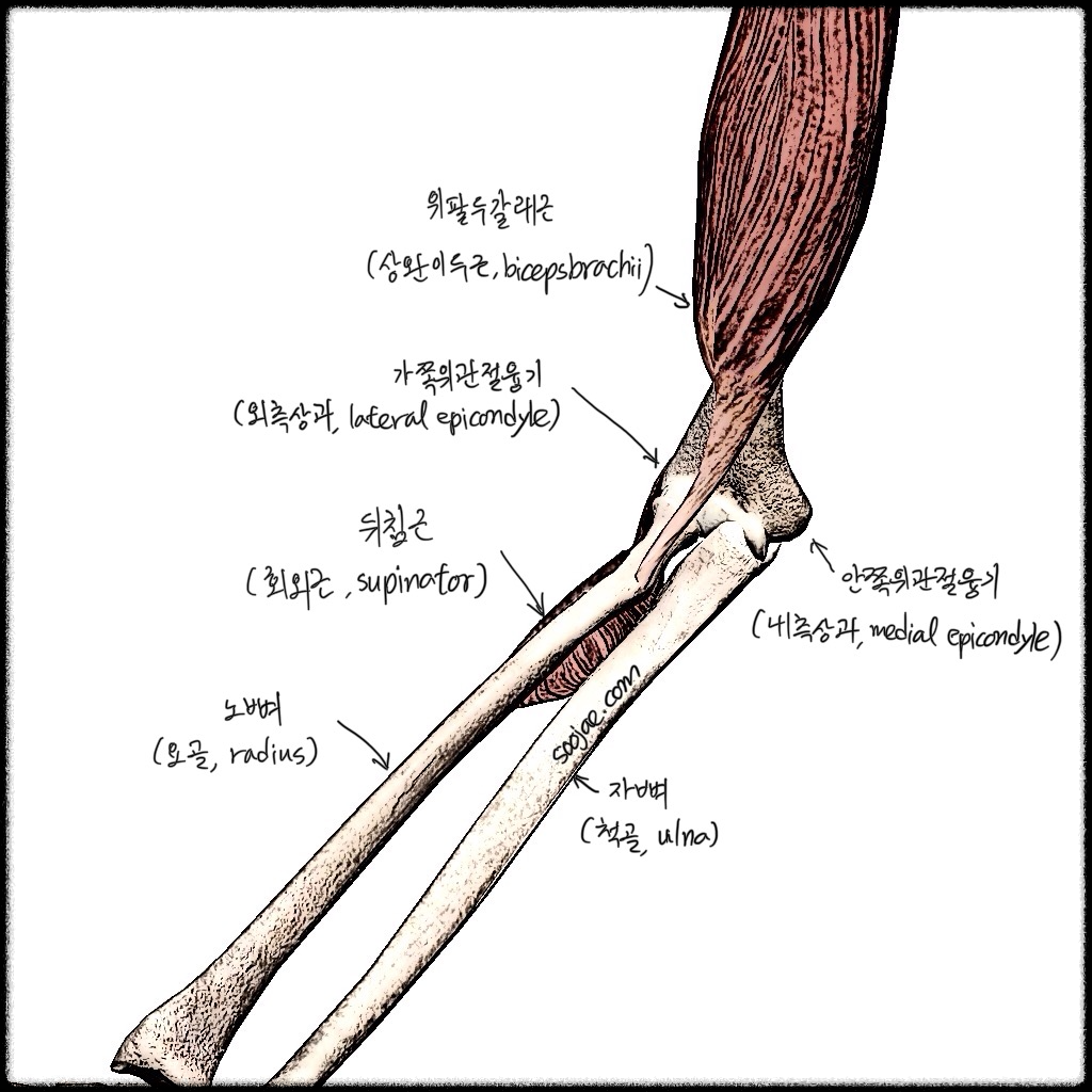 뒤침근 해부학 이미지