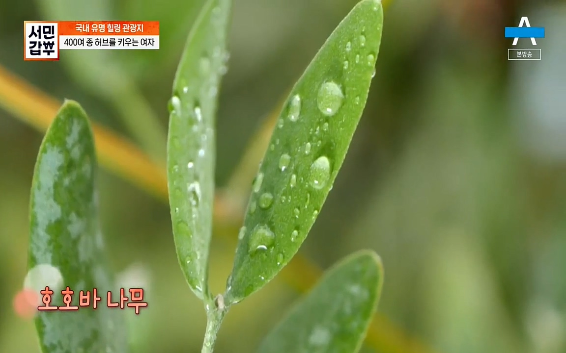 서민 갑부.E380.220424p-NEXT.mp4_20220424_182305.060.jpg