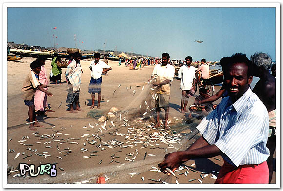 인도남부-푸리해변어촌에서-물고기를-정리하는-모습