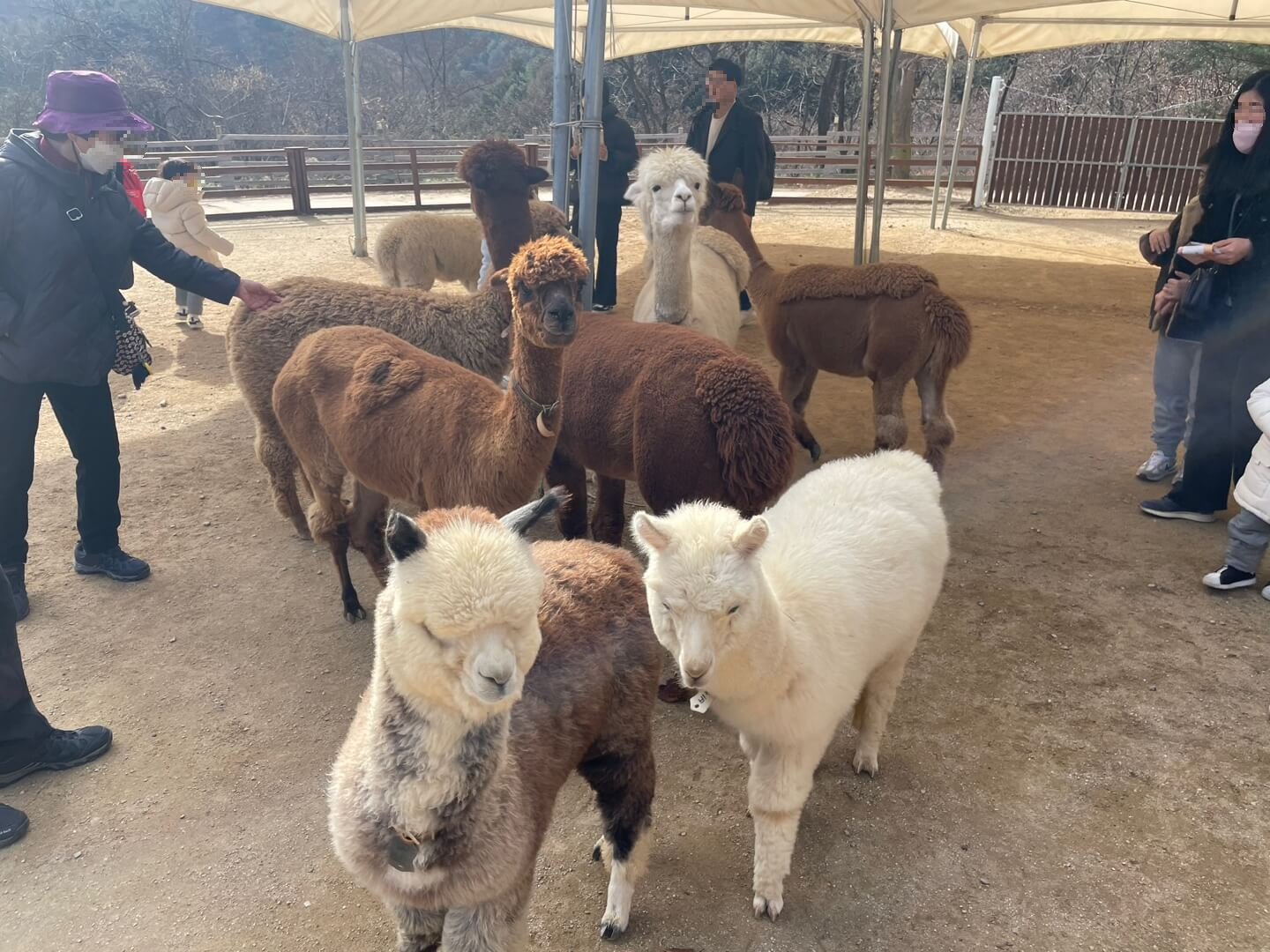 알파카2