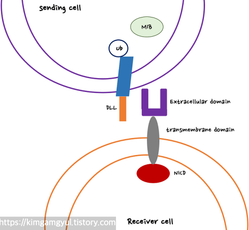 notch signaling pathway step1