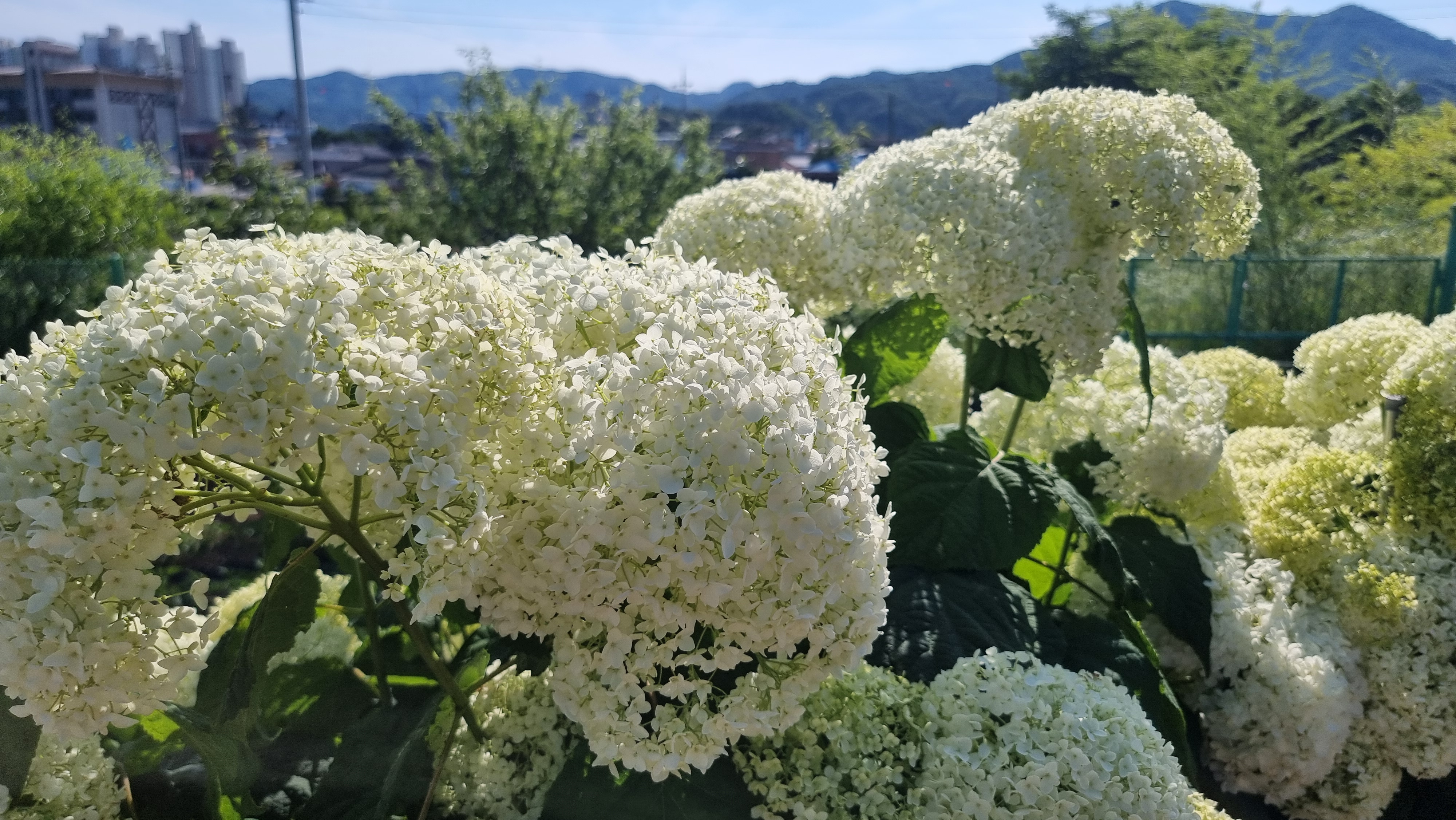 색동수국정원꽃축제가열리는공주시유구읍 8