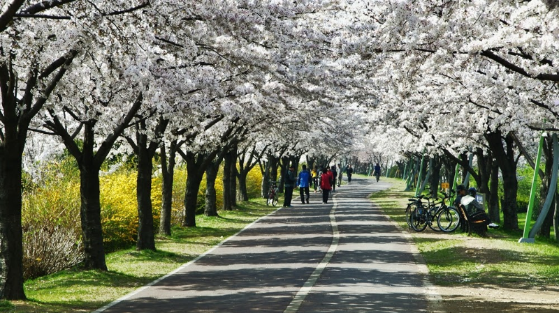 벚꽃터널 낙동강변