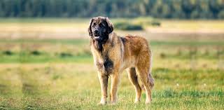 Leonberger