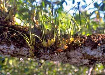 Maxillaria tenuifolia 자생지 사진