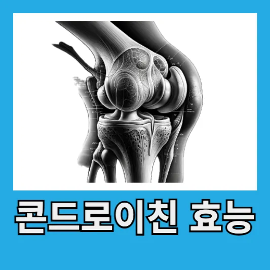 콘드로이친 효능