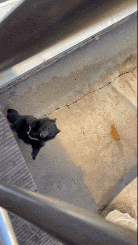 세종 가볼만한곳세종 가볼만한곳베어트리파크 4