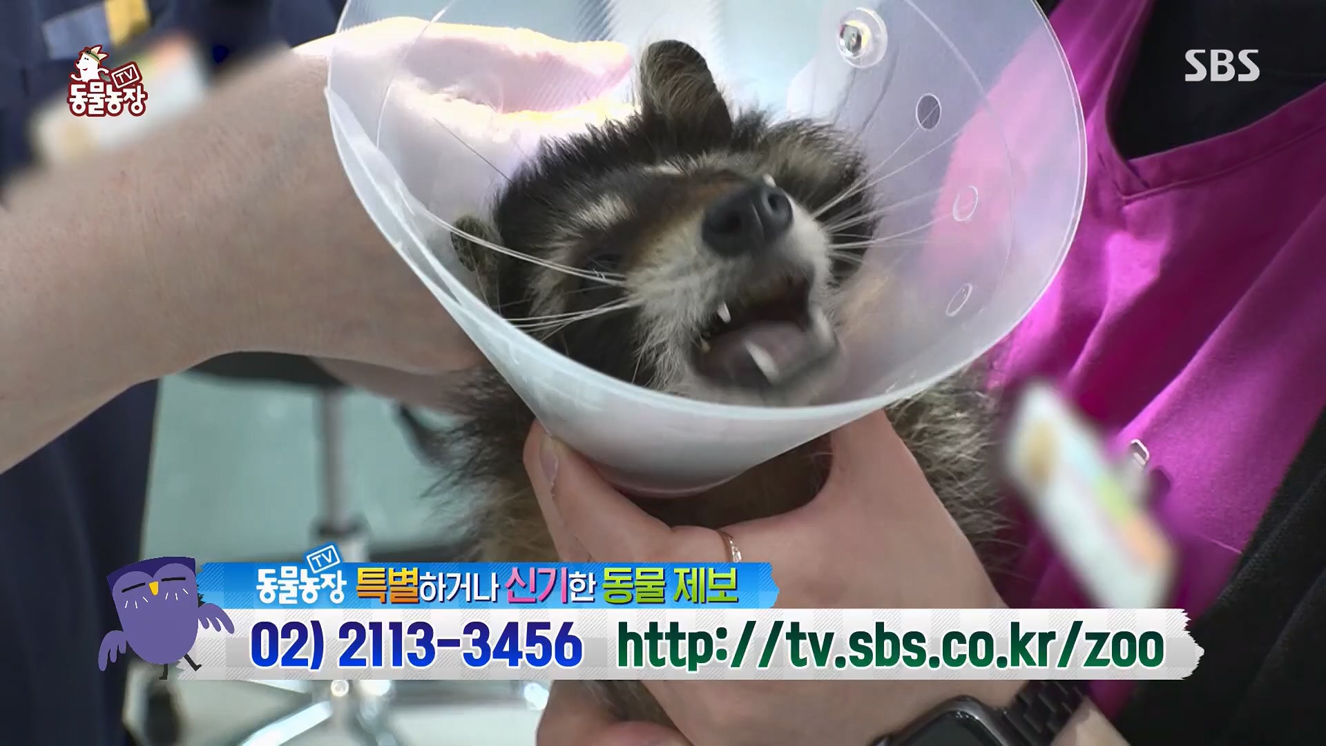 TV 동물농장.E1120.230514p.H264-F1RST.mp4_20230515_203538.000.jpg