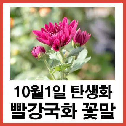 10월-1일-탄생화-빨강국화-꽃말