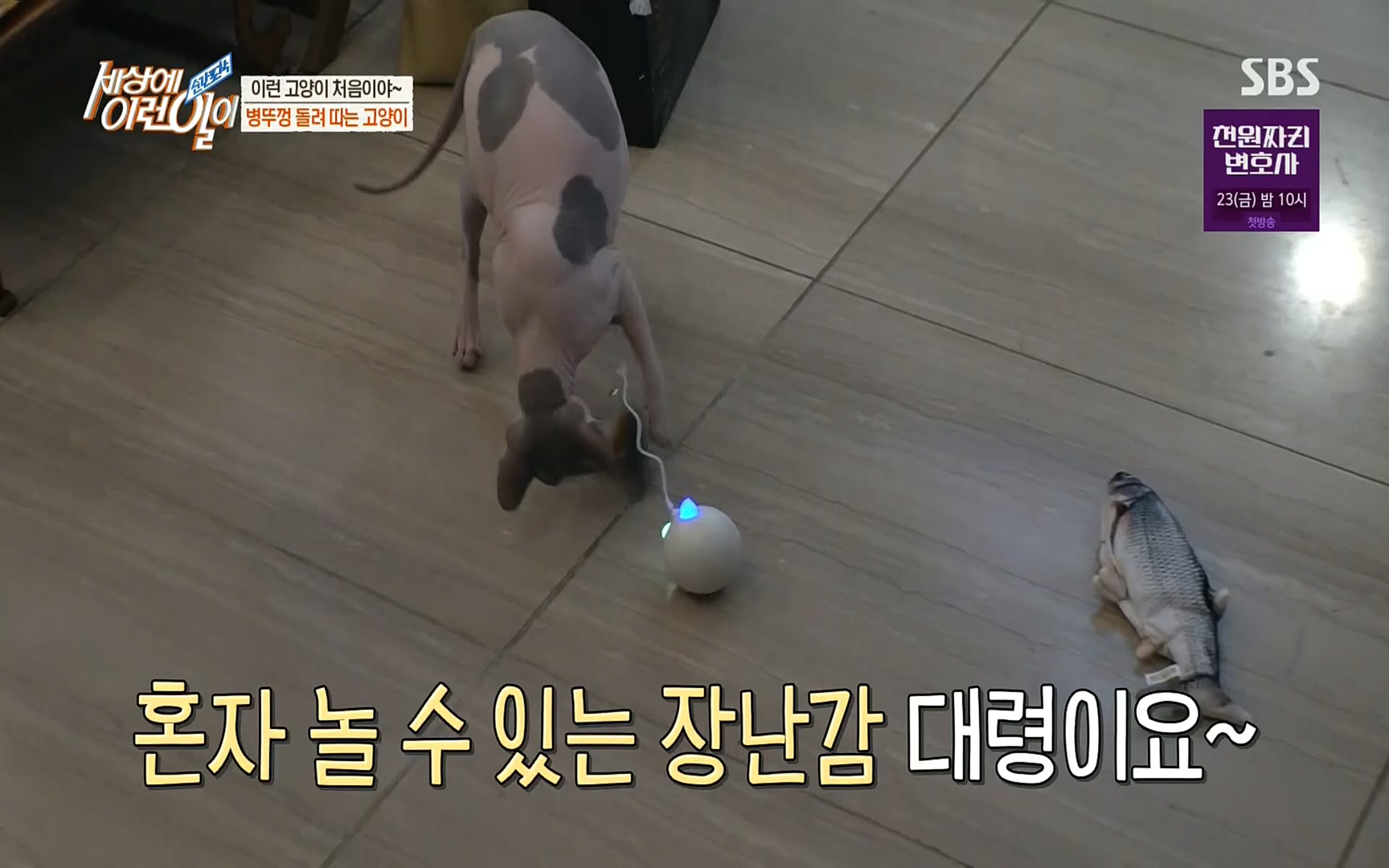 순간포착 세상에 이런일이.E1197p.H264-F1RST.mp4_20220914_202414.827.jpg