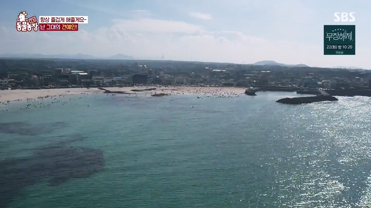 TV 동물농장.E1134.230821p-NEXT.mp4_20230820_193342.390.jpg