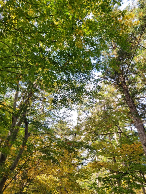 네소사 단풍 아이와 가족들이 w. 고사포 해수욕장 전북의 볼거리, 부안 29