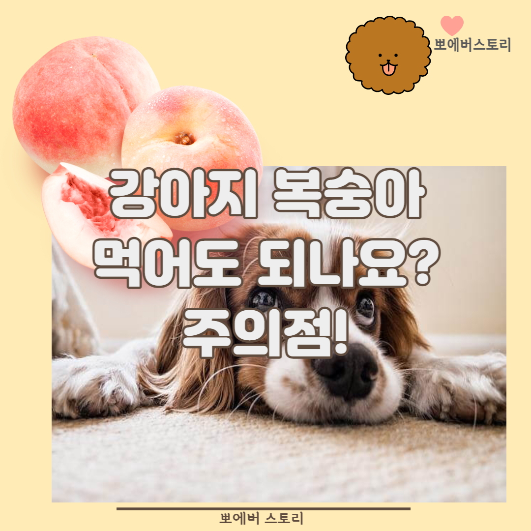  강아지복숭아먹어도되나요 강아지복숭아씨앗 강아지복숭아급여방법