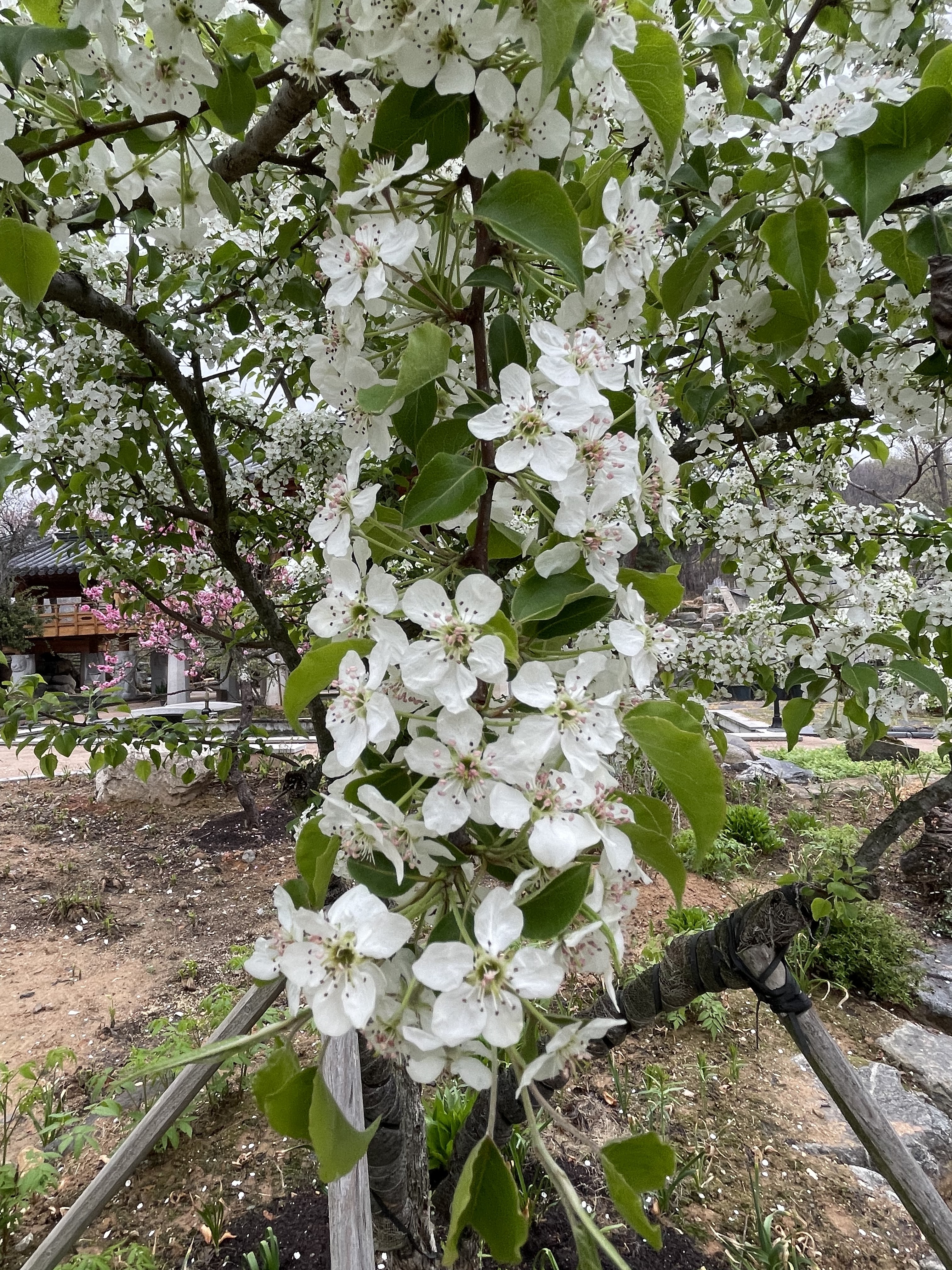  초연당 콩배나무, 돌배나무, 청돌배나무 개화