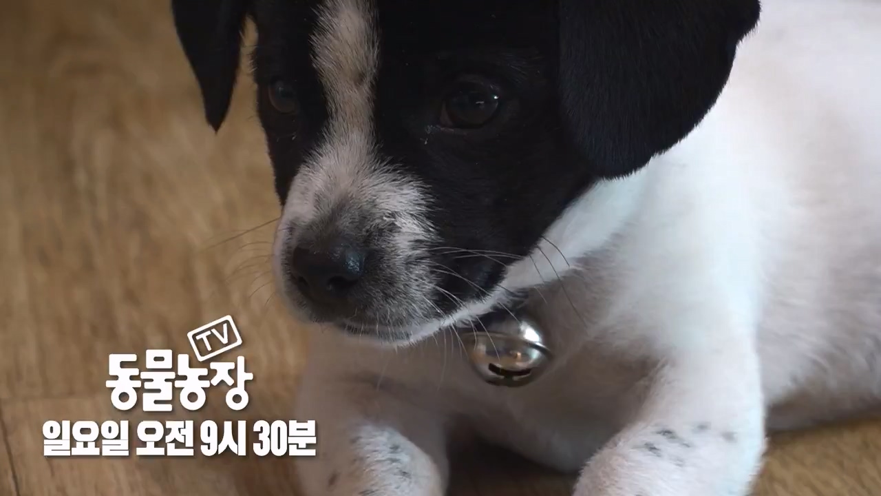 TV 동물농장.E1146.231120p-NEXT.mp4_20231119_175324.414.jpg