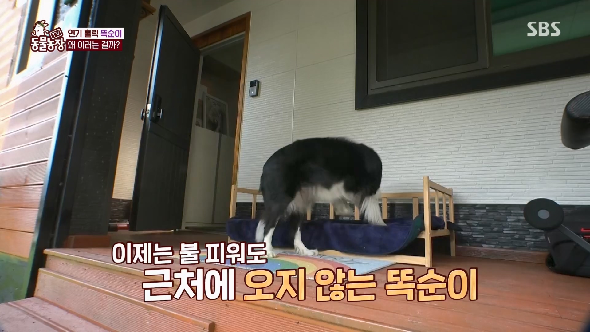 TV 동물농장.E1148.231203p.H264-F1RST.mp4_20231203_181433.304.jpg