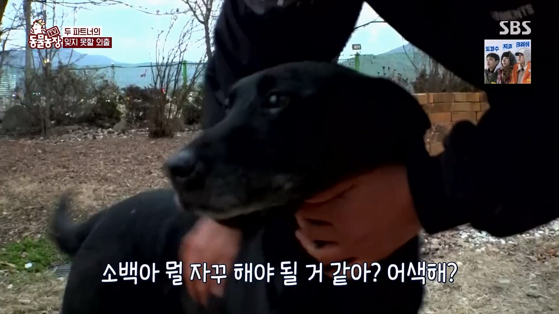 TV 동물농장.E1109.230226p.H264-F1RST.mp4_20230226_161924.912.jpg