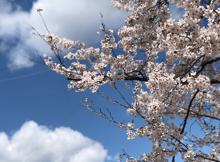 인천-벚꽃구경-가볼만한곳-사진