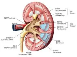 크레아티닌 수치가 낮으면