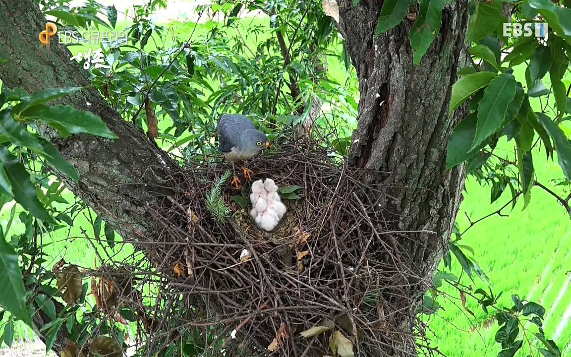 생존 3부_ EBS 다큐프라임_ 220629.avi_20220701_210019.873.jpg