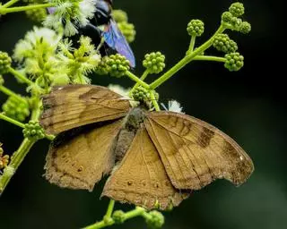 나비는 환경 변화에 대한 자연 조기 경보 시스템